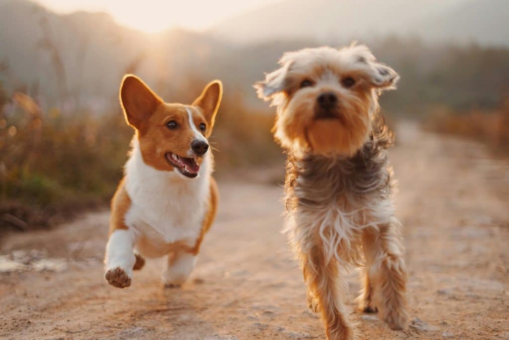 Pet Wellness- Wendie Veloz is an advocate for pet wellness